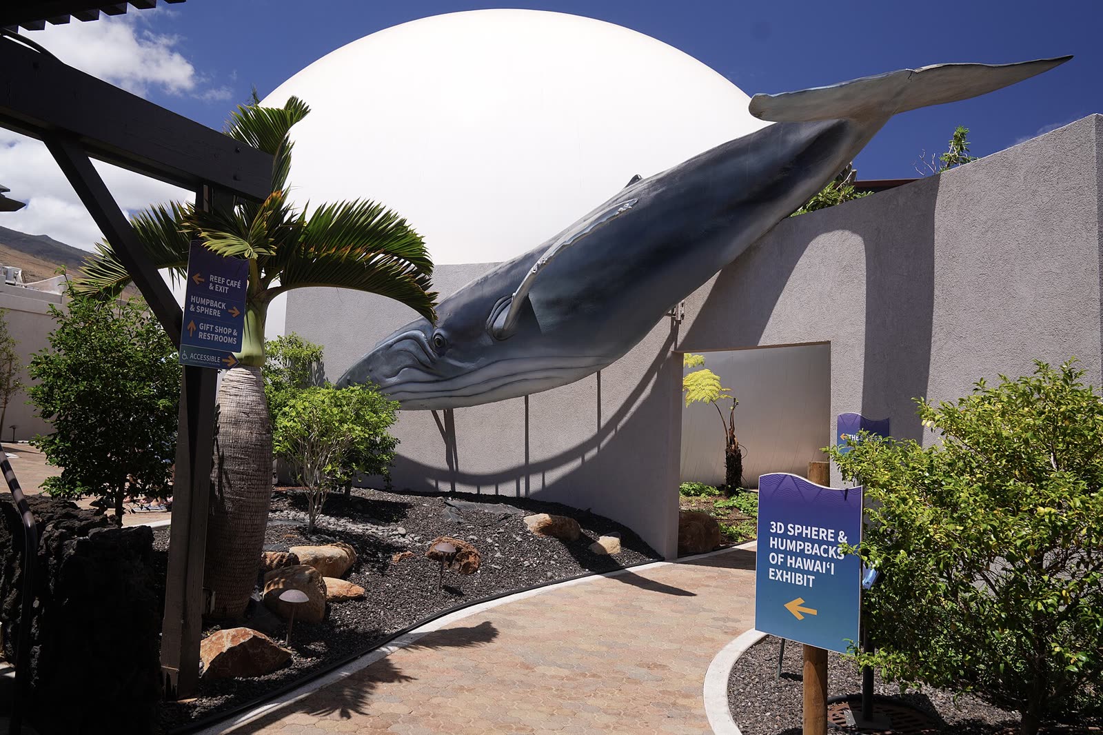 Humpback whale